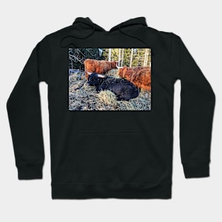 Scottish Highland Cattle Bull and Cows 2327 Hoodie